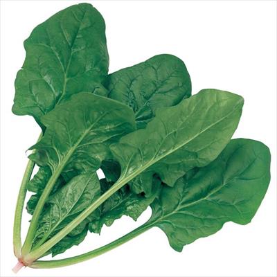 ホウレンソウ トラッド7