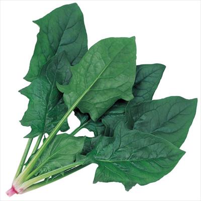 ホウレンソウ アグレッシブ