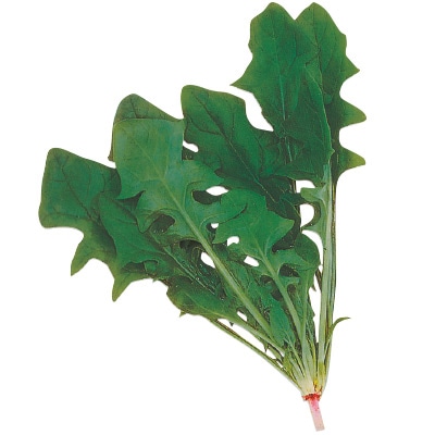 ホウレンソウ 日本ほうれんそう