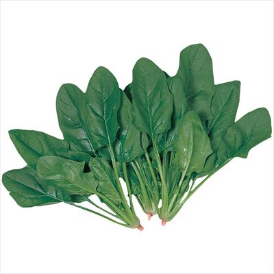 ホウレンソウ ディンプル