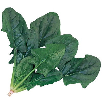 ホウレンソウ プログレス