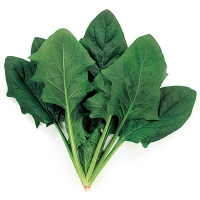 ホウレンソウ アクティブパワー