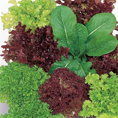 レタス ガーデンレタス ミックス