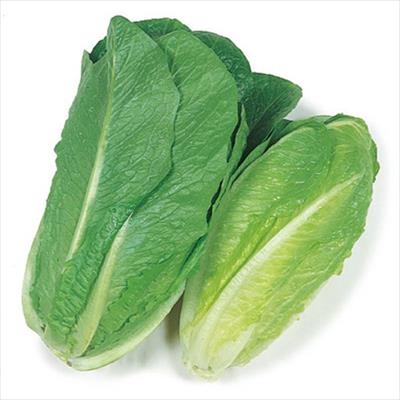 レタス コスレタス