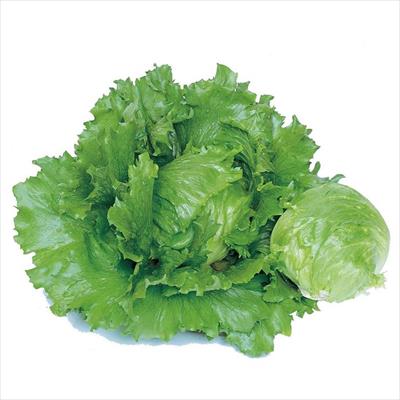 レタス エムラップ231