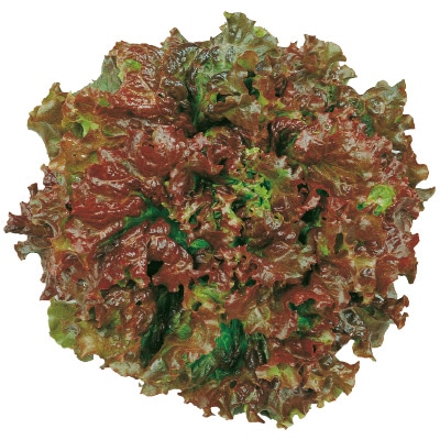 サニーレタス レッドウェーブ