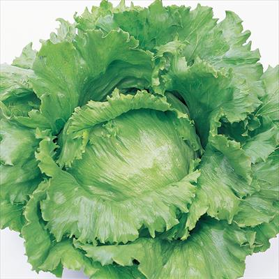 レタス インターセプト