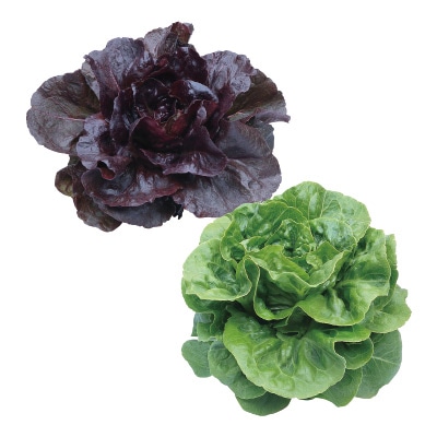 レタス ミニロメインレタス