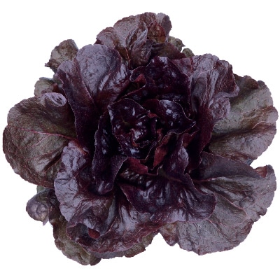 レタス レッドループ