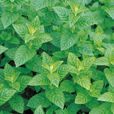 ハーブ ペパーミント