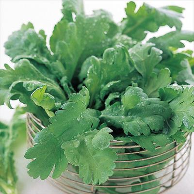 サラダシュンギク きくまろ