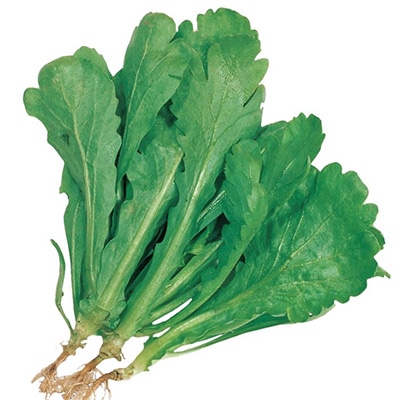 シュンギク  大葉春菊