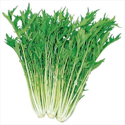 ミズナ 千筋京菜