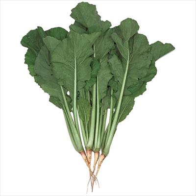 ツケナ 野沢菜美郷一号