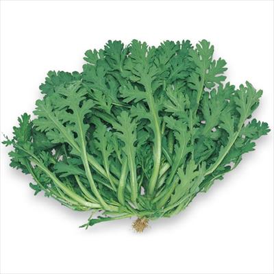 シュンギク さとにしき