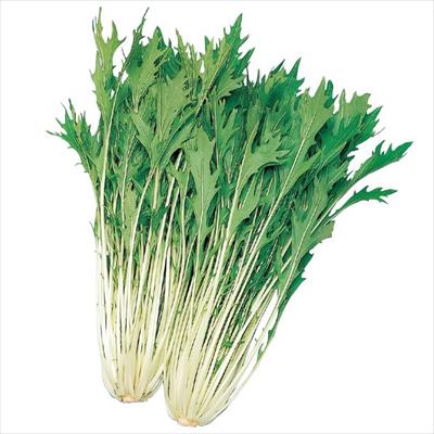 ミズナ 早生水天