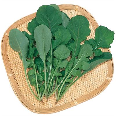 ルッコラ サカタ改良ロケット　オデッセイ