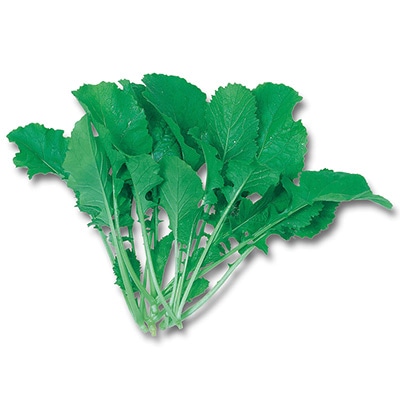 あぶらな 和種ナタネ