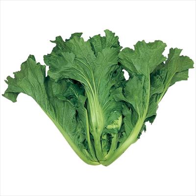 ツケナ こぶたかな