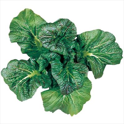 ツケナ 三池赤たかな