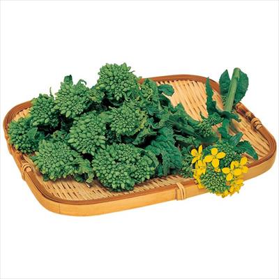 ハナナ 花娘（中生）