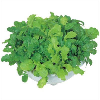 ベビーサラダ（R）ミックス