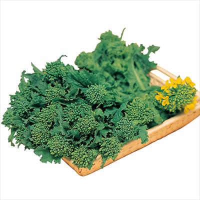 ハナナ 花飾り（中生）