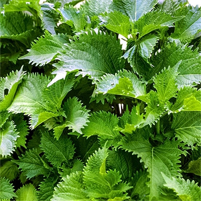 丸葉青しそ 大高