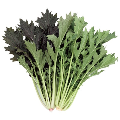 水菜商品 都むすめ ミズナ ｜ 品種カタログ ｜ タキイの野菜【タキイ種苗】