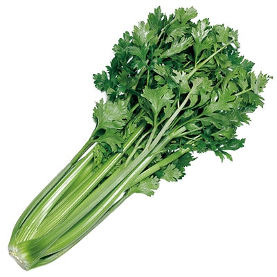 セロリ グリーンムカイ