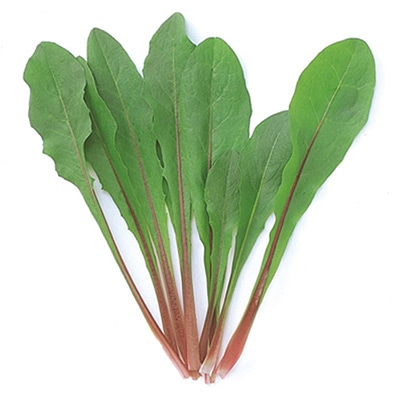 ベビーリーフ チコリー（イタリアンレッド）