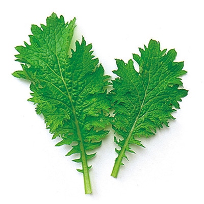 ベビーリーフ グリーンマスタード（縮緬）