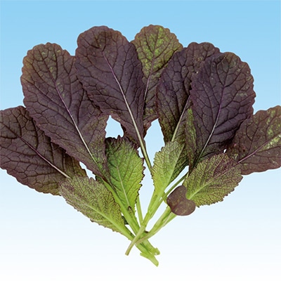 ベビーリーフ 丸葉レッドマスタード（真紅）