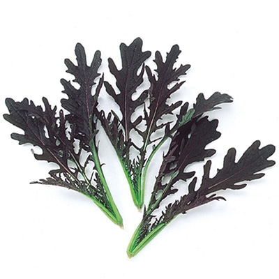 ベビーリーフ レッドからし水菜