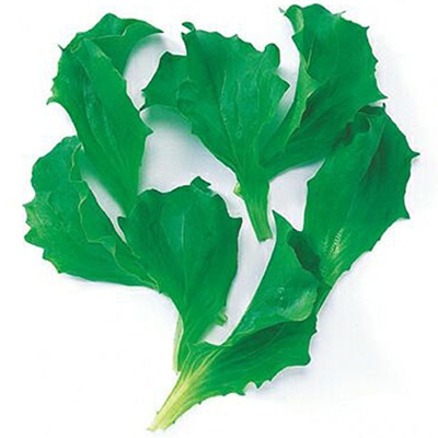 ベビーリーフ アイスバーグレタス