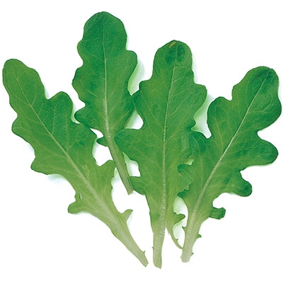 ベビーリーフ グリーンオーク（濃緑）