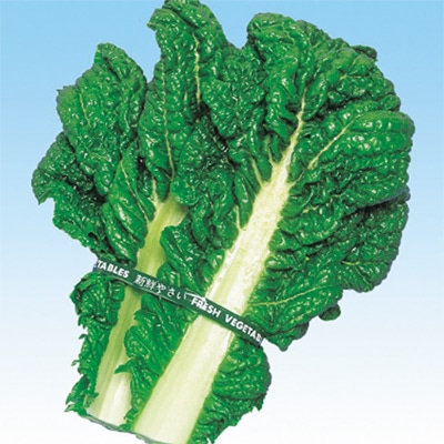 ツケナ 博多かつを菜