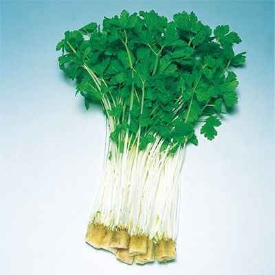 ベビーリーフ ミニセルリー