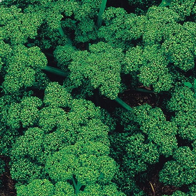 パセリ グリーンカール