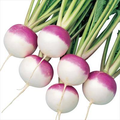 小カブ あやめ雪(R)