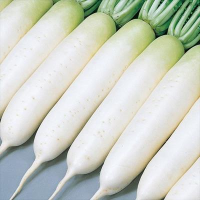 ダイコン 献夏37号