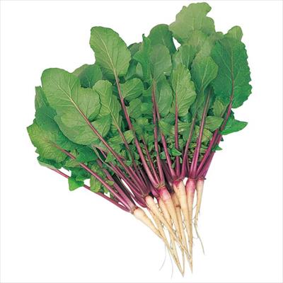 赤軸葉ダイコン しずむらさき