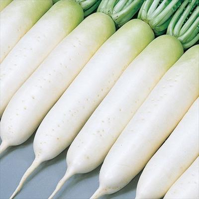 ダイコン 献夏37号