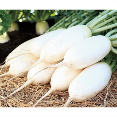 ミニダイコン ころっ娘