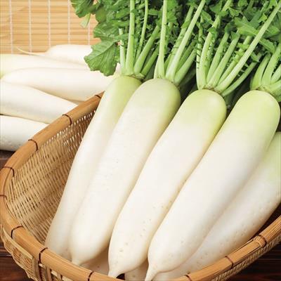 ダイコン 夏の守