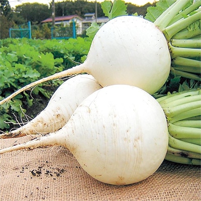 ダイコン 聖護院