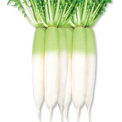 ダイコン 青首宮重総太