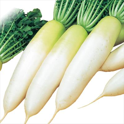 ダイコン 冬みね