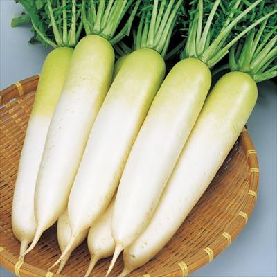 野菜 ハーブの種 キノコ 種 タネ 球根 苗の通販はサカタのタネ オンラインショップ