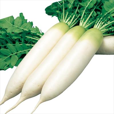 ダイコン 濱のはる